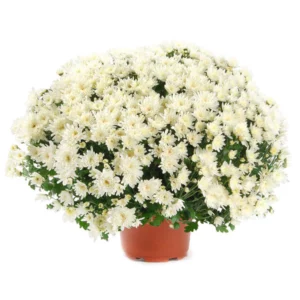 Chrysanthème  blanc