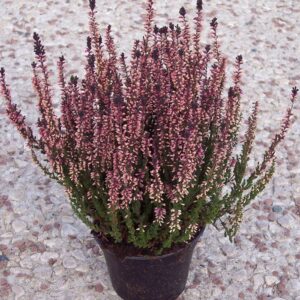 Bruyère Calluna