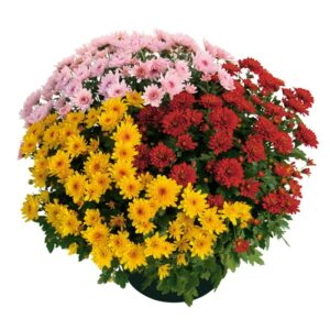Chrysanthème en coupe  3 couleurs