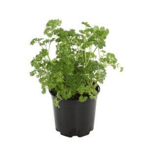 Plant Aromatique Persil double