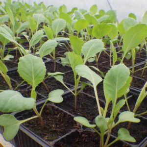 Plant Chou milan