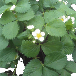 Plant Fraisiers remontant cirafine