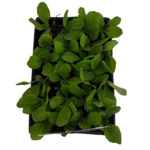 Plant Salade laitue blonde appia