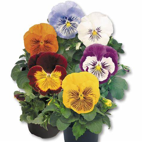 Plant Pensée grande fleurs couleurs mélangées