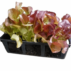 Plant Salade feuille de chêne rouge