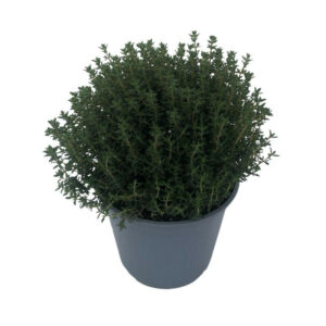 Plant Aromatique thym commun