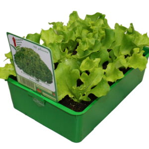 Plant Salade Batavia  blonde