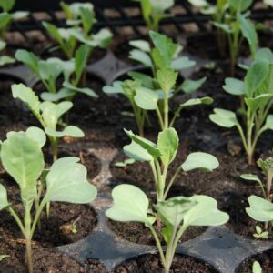 Plant Chou fleur