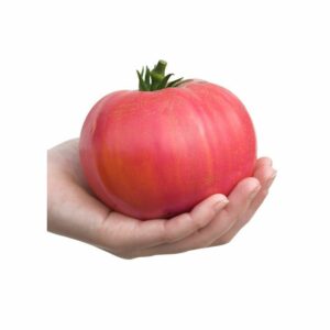Plant Tomate Rose Berne
