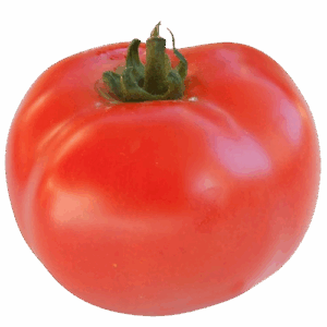Plant Tomate Saint Pierre