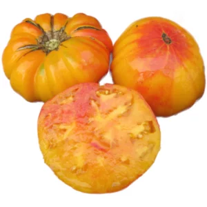 Plant Tomate Grosse Ananas
