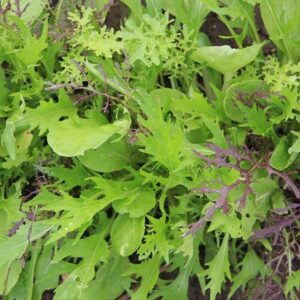 Salade Mélange jeune pousse (Mesclun)/100g Bio