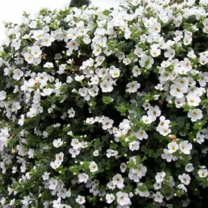 Plant Bacopa "blanc, rose ou bleu