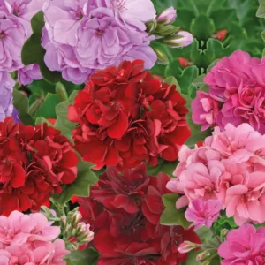 Plant fleur Géranium lierre double