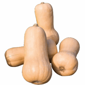 Plant butternut