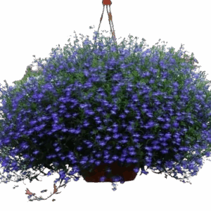 Plant fleur Lobélia