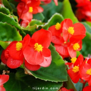 Plant fleur Bégonia Dragon
