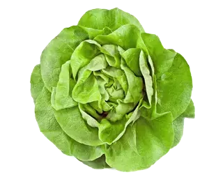 Salade Laitue Bio