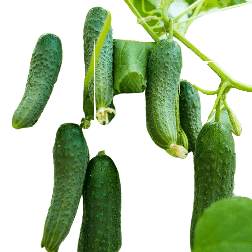 Plant cornichon