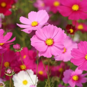 Plant Cosmos