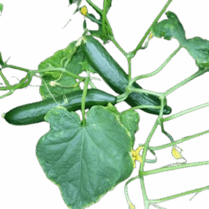 Plant concombre