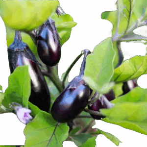 Plant aubergine