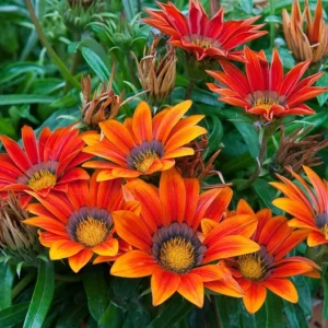 Plant fleur Gazania