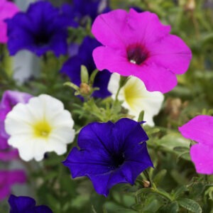 Plant fleur Pétunia beautical rose star