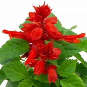Plant fleur Sauge