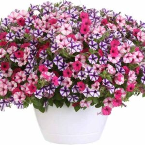 Plant fleur Pétunia cassis queen