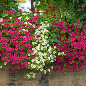 Plant fleur Surfinia
