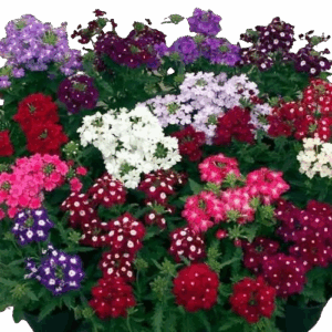 Plant fleur Verveine mélange de couleurs