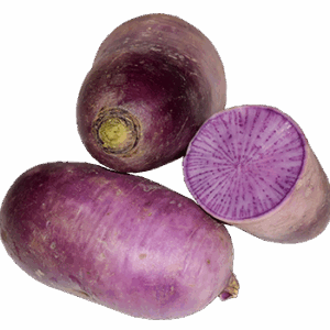 Radis Violet Bio