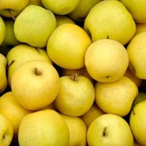 Pomme Golden