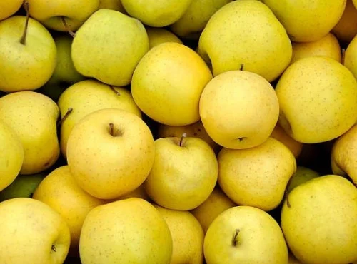 Pomme Golden