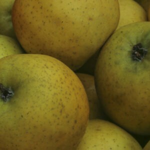 Pomme Belchard