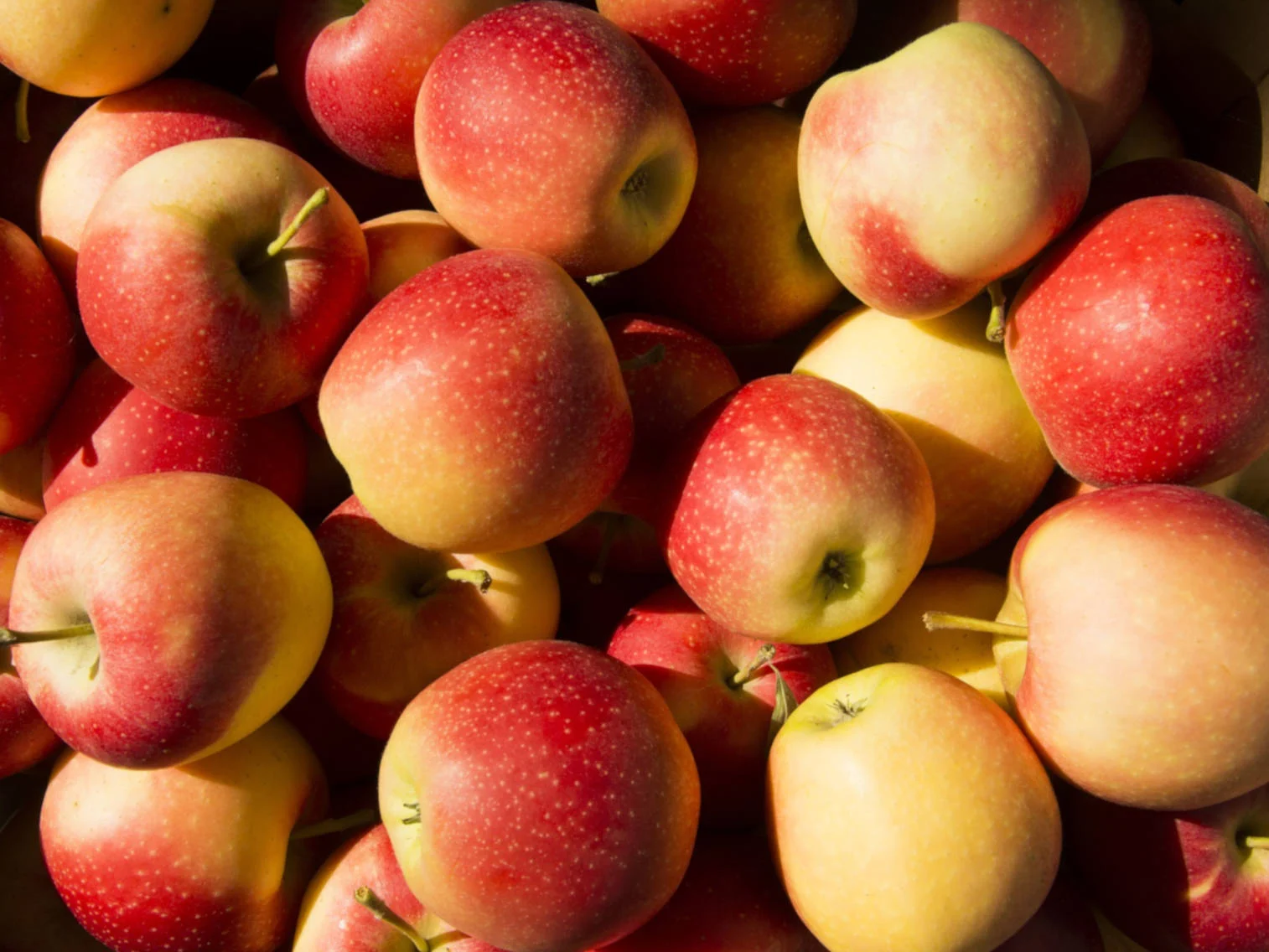Pomme Pinova