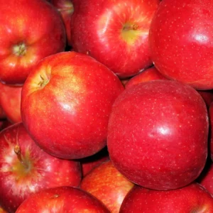 Pomme Gala
