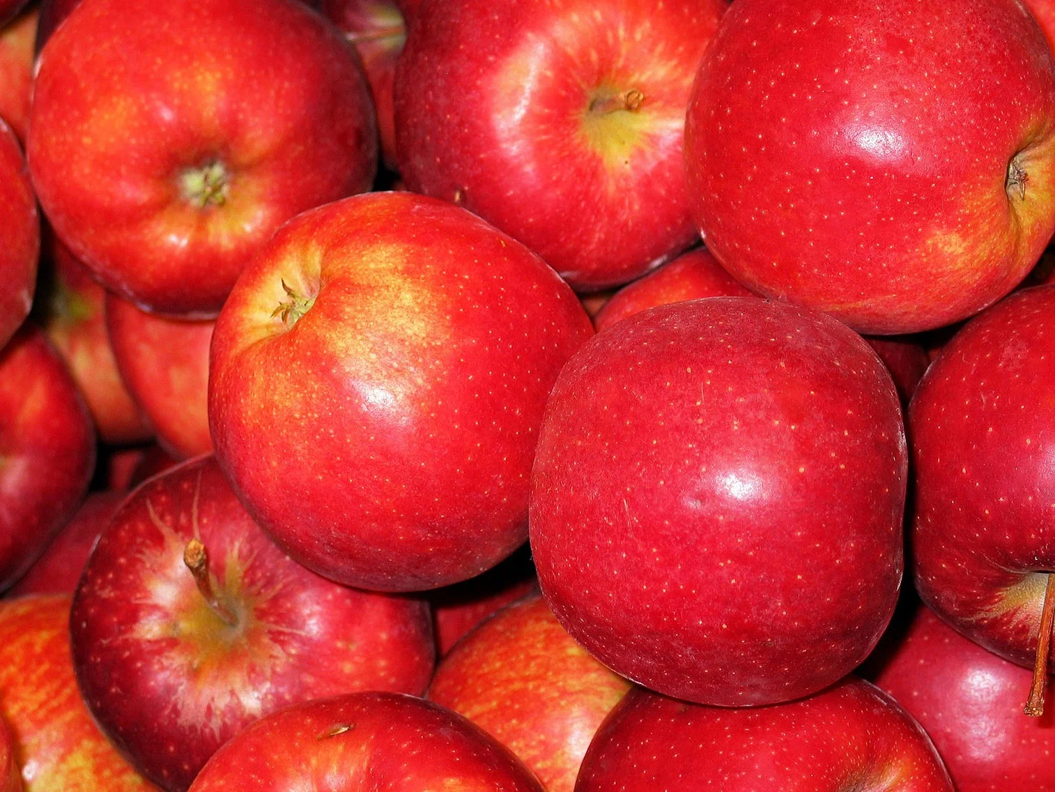 Pomme Gala