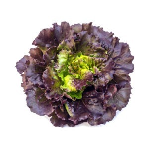 Salade Batavia Rouge Bio