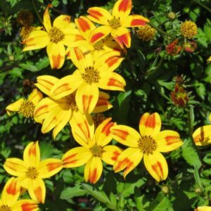 Plant fleur Bidens tiger bee