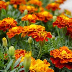 Plant fleur Oeillet d'Inde