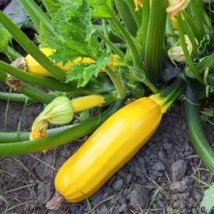 Plant Courgette jaune