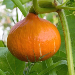 Plant Potimarron