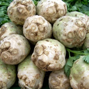 Plant celeri rave