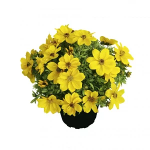 Plant fleur Bidens popstar jaune