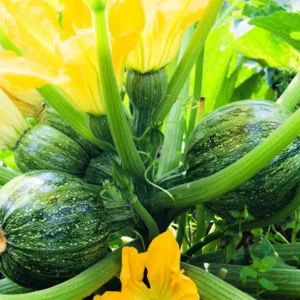 Plant Courgette ronde verte