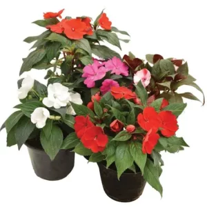 Plant fleur Impatients Nouvelle guinée