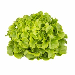 Salade Feuille de chêne blonde Bio