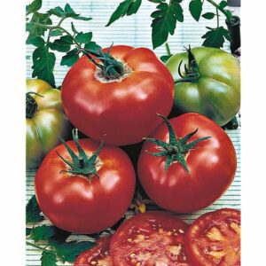 Plant Tomate GREFFEE Maestria